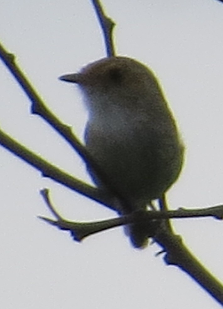 Fulvous-faced Scrub Tyrant (Euscarthmus fulviceps), photo 2