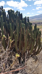 Myrtillocactus schenckii