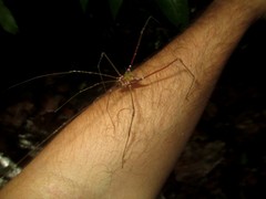 Serracutisoma inerme