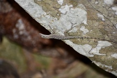 Anolis argenteolus