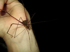 Serracutisoma inerme