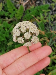 Daucus carota gummifer
