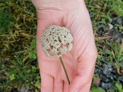 Daucus carota gummifer