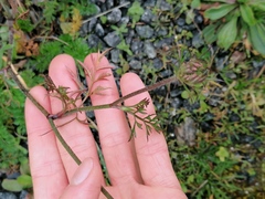 Daucus carota gummifer