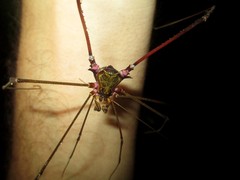 Serracutisoma inerme