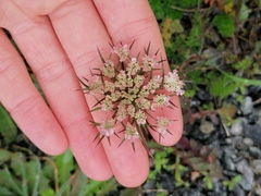 Daucus carota gummifer