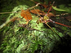 Serracutisoma inerme