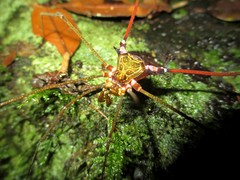Serracutisoma inerme