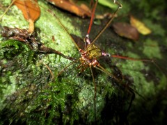 Serracutisoma inerme