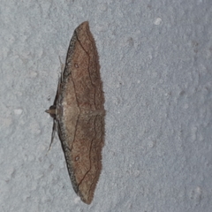 Cyclophora coecaria