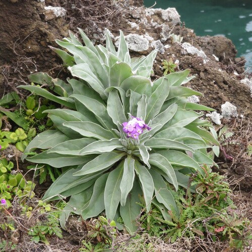 Matthiola maderensis (Matthiola maderensis)