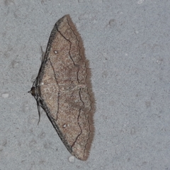 Cyclophora coecaria