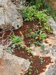 Lilium candidum