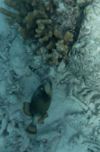 Balistoides viridescens