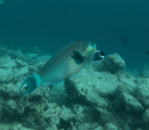 Chlorurus strongylocephalus