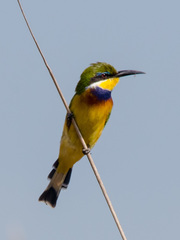 Merops variegatus