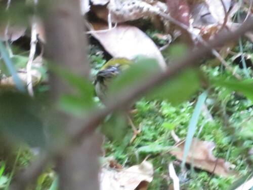 Madeira Firecrest (Regulus madeirensis), photo 3