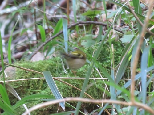 Madeira Firecrest (Regulus madeirensis), photo 2