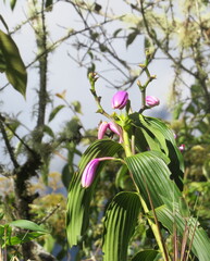 Sobralia dichotoma, photograph author not stated, no rights reserved