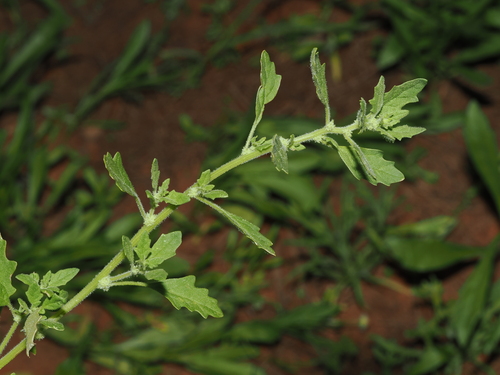 Crested goosefoot (Dysphania cristata)