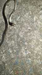 Dendroaspis polylepis