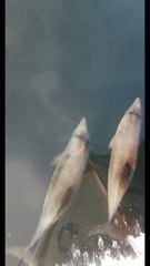 Cephalorhynchus eutropia