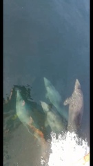 Cephalorhynchus eutropia