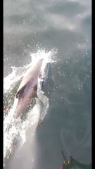 Cephalorhynchus eutropia