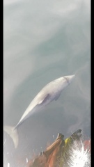 Cephalorhynchus eutropia