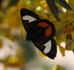 Psychomorpha epimenis