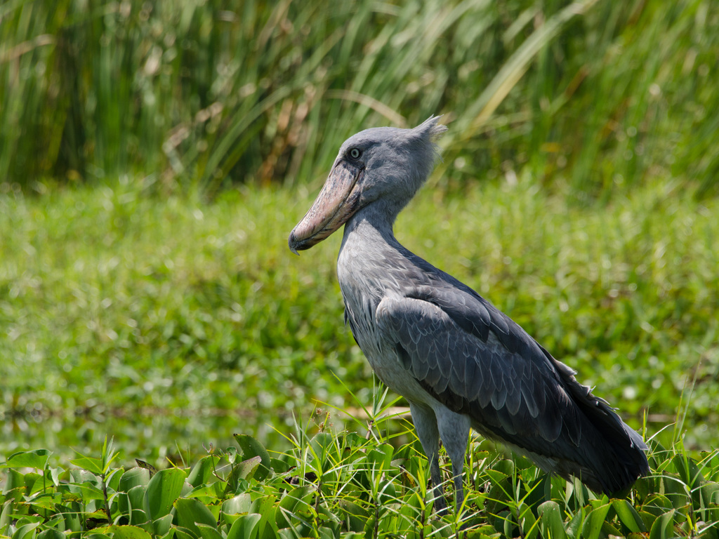 Shoebill (Balaeniceps rex)