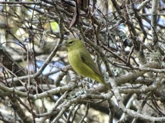 Leiothlypis celata lutescens
