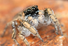 Habronattus anepsius