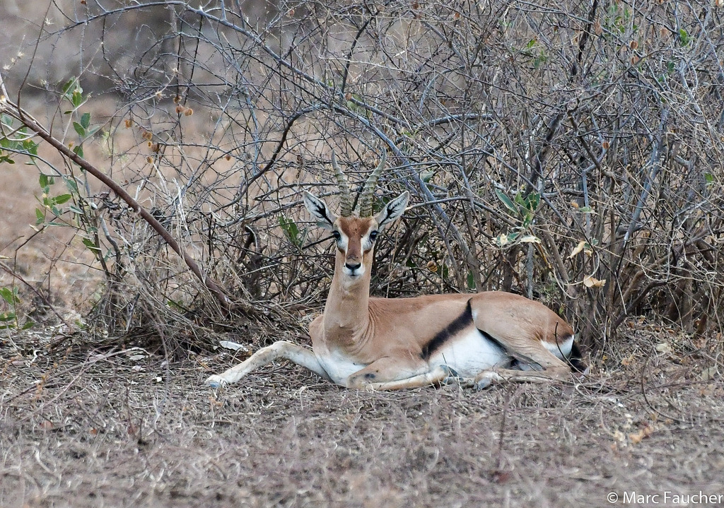 Red-fronted Gazelle (Eudorcas rufifrons) · iNaturalist
