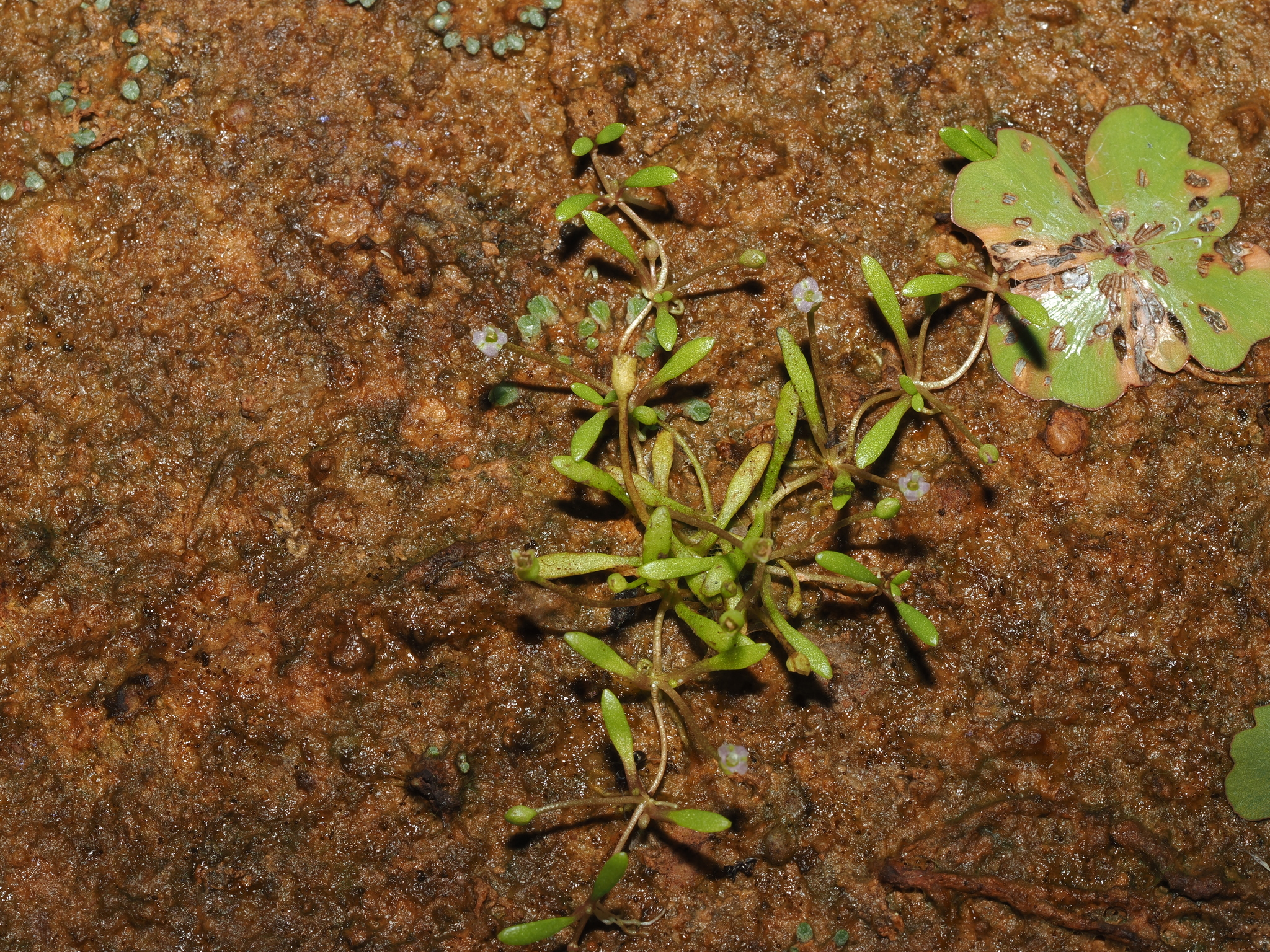Mudmat (Glossostigma diandrum)