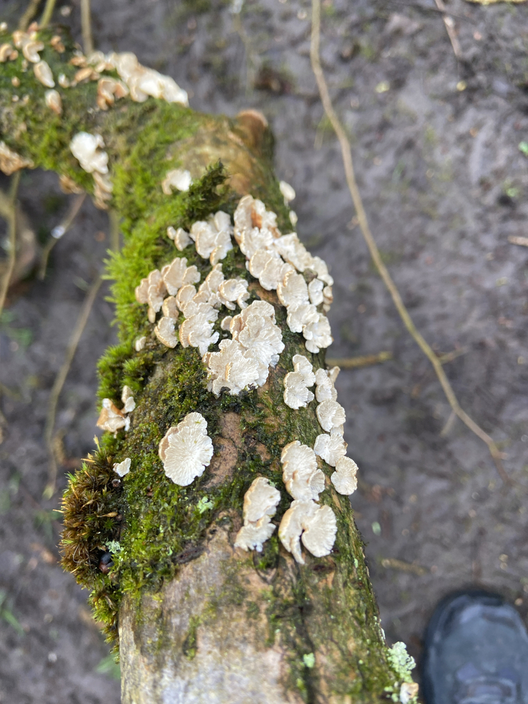 Plicatura crispa · April 2026 · photo: © ginobrignoli (iNaturalist, cc0)
