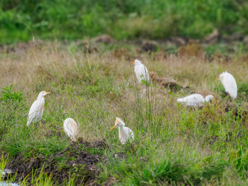 Western Cattle-Egret