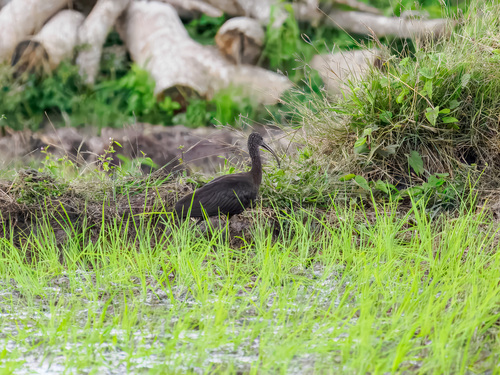 Glossy Ibis