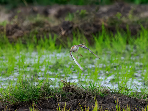 Killdeer