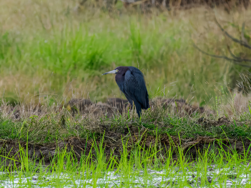 Little Blue Heron