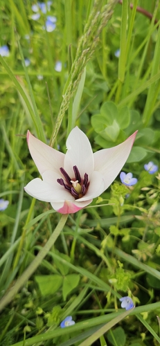 Lady tulip