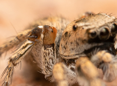 Habronattus anepsius