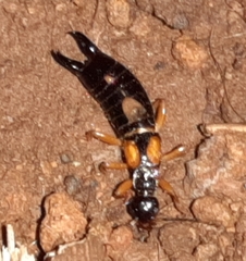 Carcinophora americana