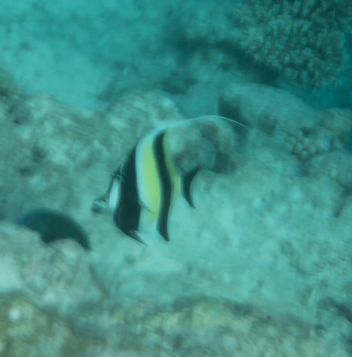 Zanclus cornutus