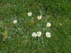 Bellis perennis