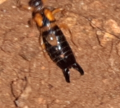 Carcinophora americana