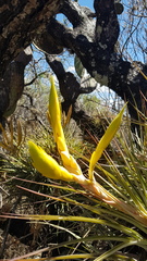 Tillandsia fasciculata