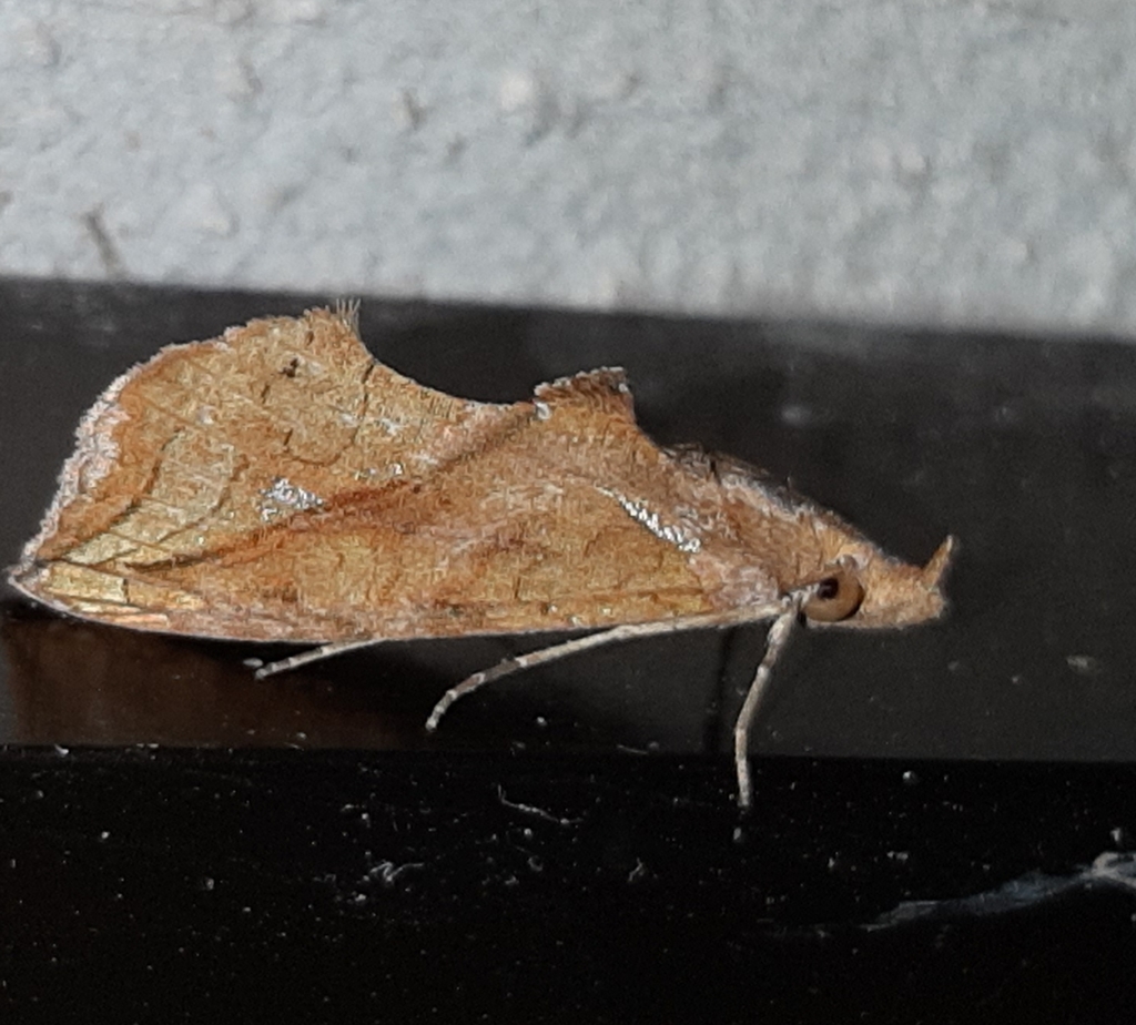 Plusiodonta effulgens