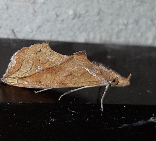 Plusiodonta effulgens