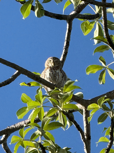 Pearl-spotted Owlet